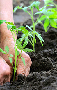 plantas